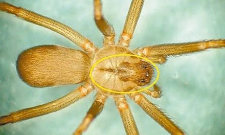 ¿Cómo identifico una araña violinista y qué hago si me muerde?