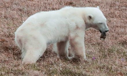 Rescatan a osa polar que deambulaba con lata atorada en su lengua en Moscú