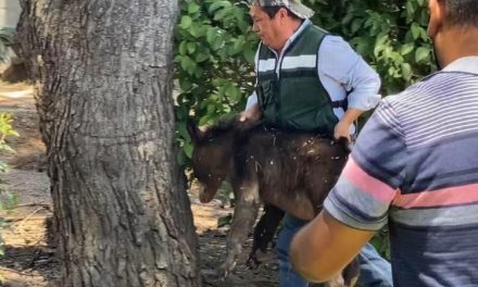 Capturan a osezno en Lomas de Lourdes de Saltillo; cae de 15 metros de altura