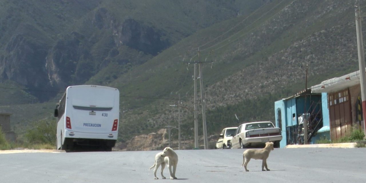 Saltillenses abandonan a mascotas en la serranía