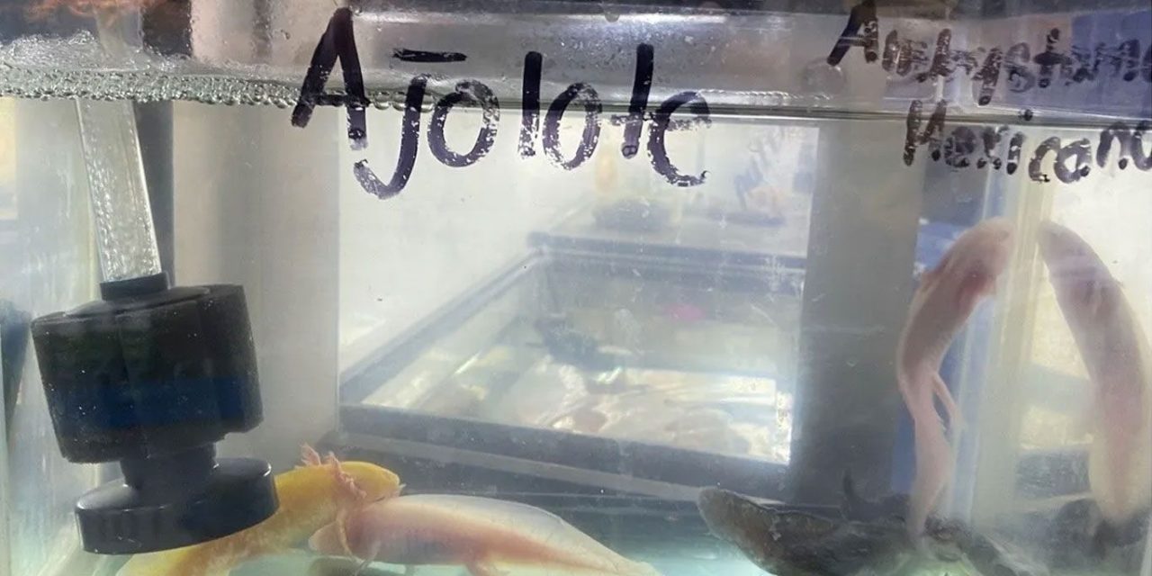 En peligro de extinción: Comercian con ajolotes en mercado de la CDMX