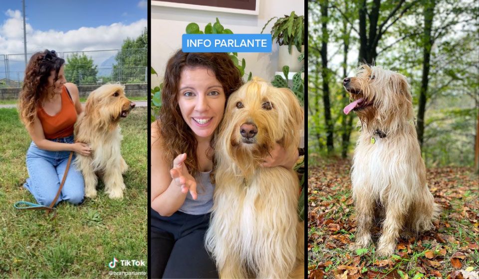 Este perro puede comunicarse en español y tiene casi dos millones de seguidores