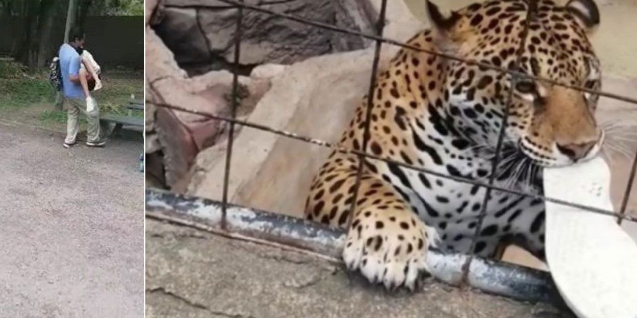Guanajuato: Jaguar ataca a menor de 14 años; quería tomarse una selfie con el felino (videos)