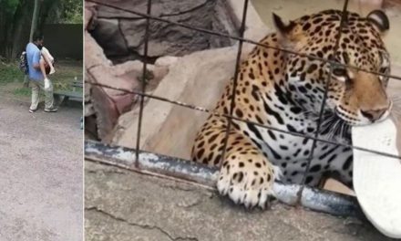 Guanajuato: Jaguar ataca a menor de 14 años; quería tomarse una selfie con el felino (videos)