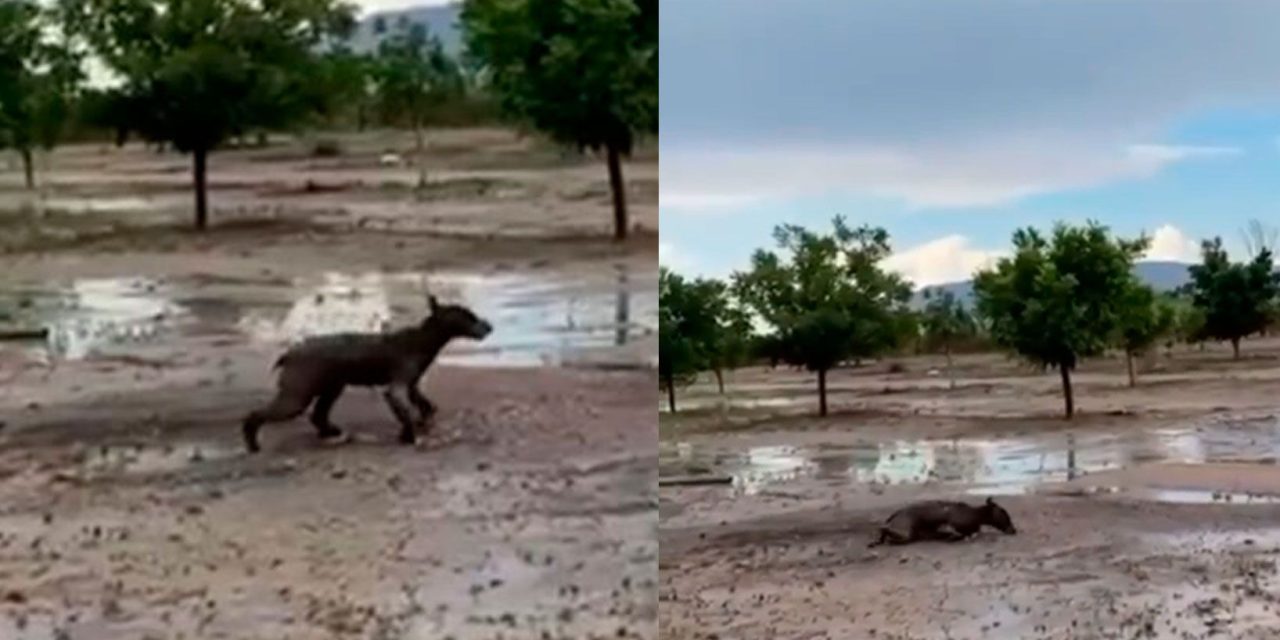 Graban a osezno desnutrido en busca de comida en rancho de Castaños (video)