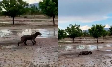 Graban a osezno desnutrido en busca de comida en rancho de Castaños (video)