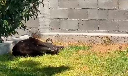 Saltillo: Capturan a oso en la colonia Lomas de Lourdes (video)