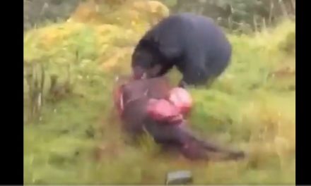 Circula video de ataque de un oso a una res, supuestamente sería en Arteaga