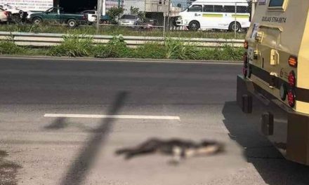 Captan a camioneta de valores arrastrando a un perrito en Morelos; el animal murió (video)