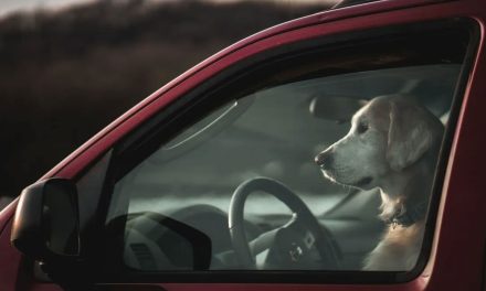 Hombre deja morir a los 3 perros de su hija encerrados en un auto, murieron por el calor