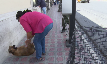 Mujer abandona mascotas en pleno Centro Histórico y les propina golpes