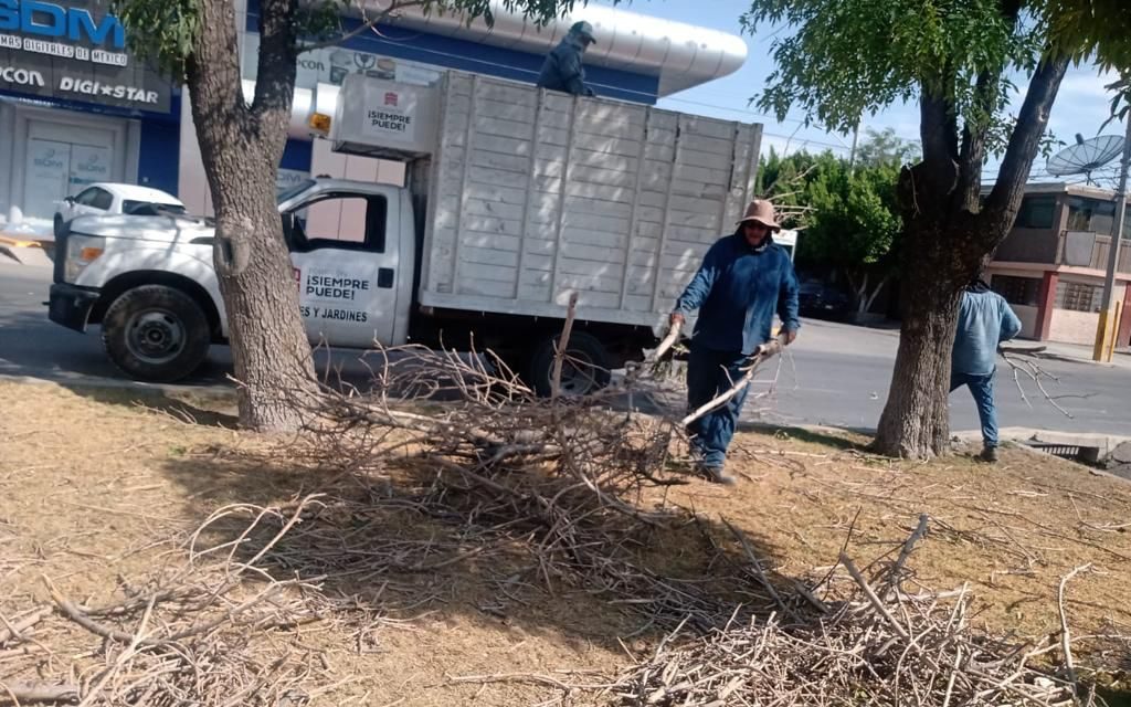 Revisan arbolado en Torreón