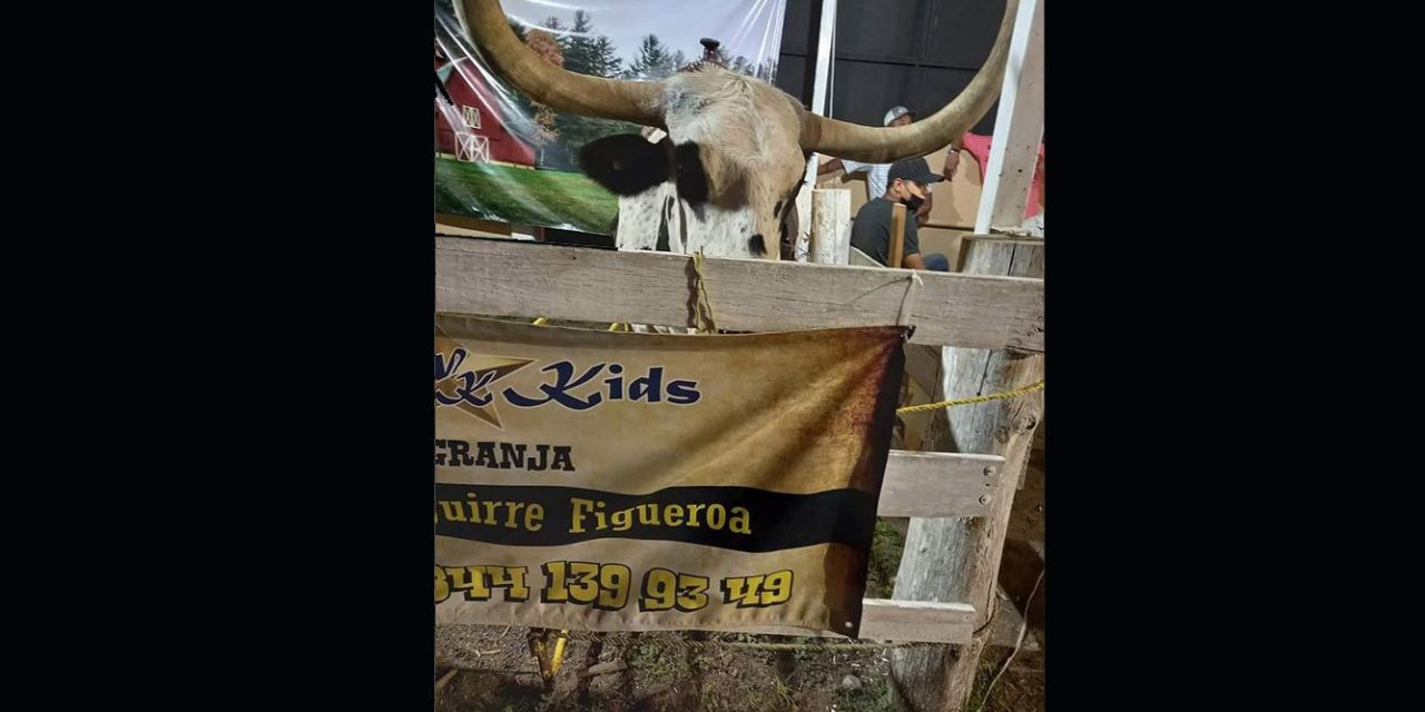 Usuaria de TikTok reporta maltrato animal a toro en la Feria de Saltillo (Video)