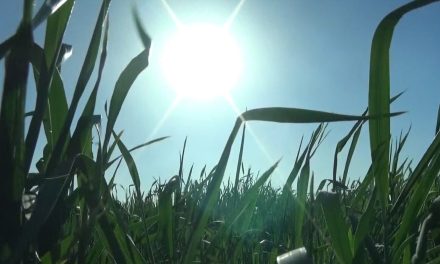 En peligro seguridad alimentaria por corrupción en Coahuila