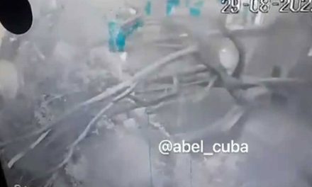 Momento en que cae un árbol en Puebla; mata a un menor y lesiona a su madre (video)