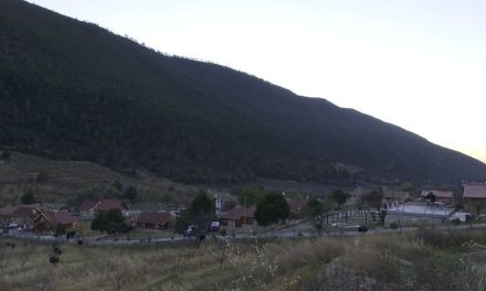 Exigen sanciones por tala clandestina en Arteaga