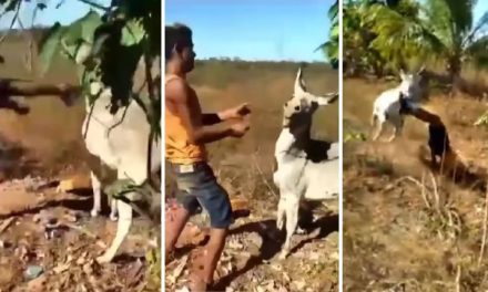 ¡Qué burro! Hombre golpea a burro y recibe ‘karma instantáneo’ (video)