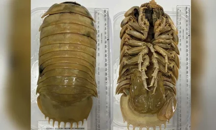 ¡Que no te asuste! Descubren nuevo isópodo gigante en el Golfo de México