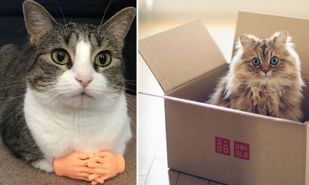 ¿Por qué se celebra el Día Internacional del Gato el 8 de agosto?
