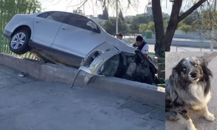 Saltillo: Familiares de corredor que murió atropellado buscan a ‘Jack’, el perrito con que salió a pasear