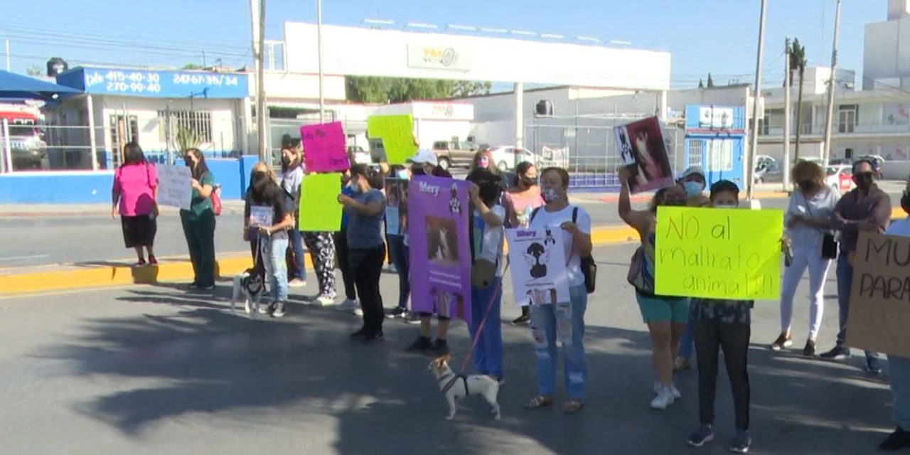 Saltillo: Piden desde el Congreso justicia por la perrita Mery