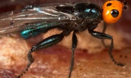 ¡Alerta por moscas carnívoras! Se creían extintas hace más de un siglo