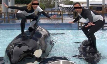 Así fue el último grito de una entrenadora antes de ser atacada por una orca asesina; ¡No quiero morir!