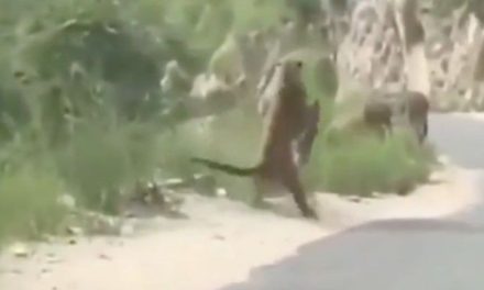 Imágenes fuertes: Pantera sale de un barranco y ataca a un burro que se encontraba en una carretera de NL