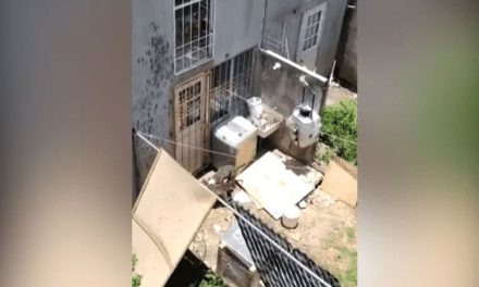 Imágenes fuertes: Perros pitbull devoran a otro en Puebla; vecinos reportan al dueño (video)