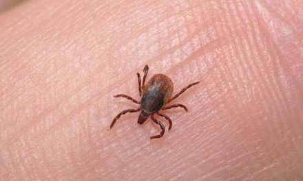 Saltillo ocupa el primer lugar de fallecimiento por Rickettsiosis
