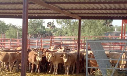 Exportan becerros de Saltillo a Estados Unidos