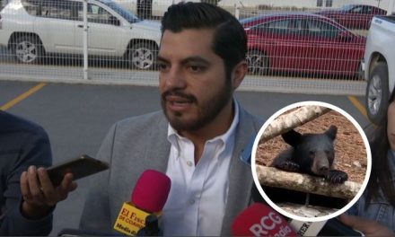 Arteaga tendrá santuario para oso negro