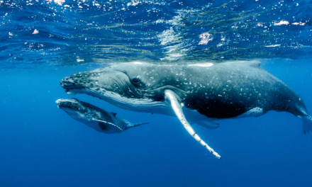 Canto de las ballenas jorobadas puede recorrer hasta 14 mil kilómetros