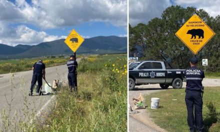 Policía de Arteaga señaliza cruce de osos en carreteras