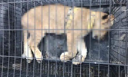 Leona que rescataron en Coahuila murió por su delicado estado de salud