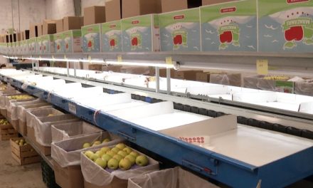 Producción de manzana fue menor a la del año pasado en Coahuila