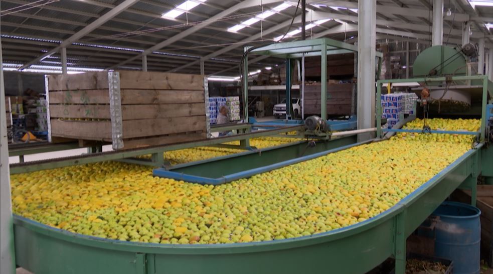Produce Arteaga 30 mil toneladas de manzana para el resto del país