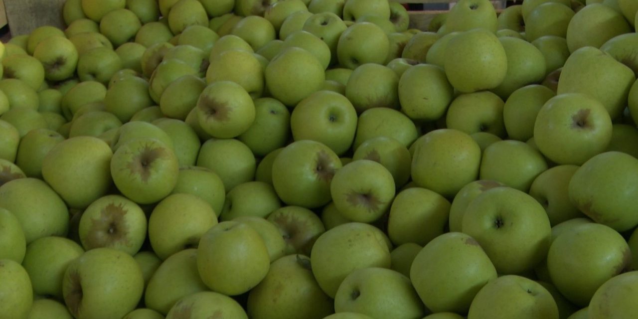 Productores de manzana no están solos