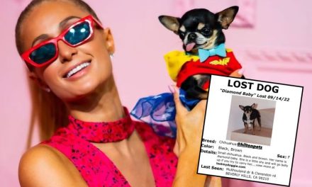 Paris Hilton busca a su perrito chihuahua y ofrece recompensa