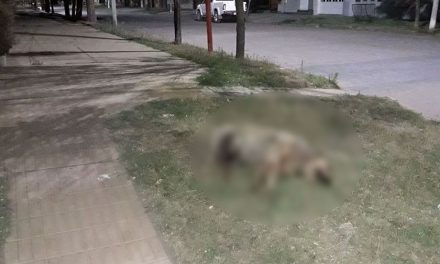 Saltillo: Hombre drogado mata a machetazos a perrito en la colonia San José de los Cerritos