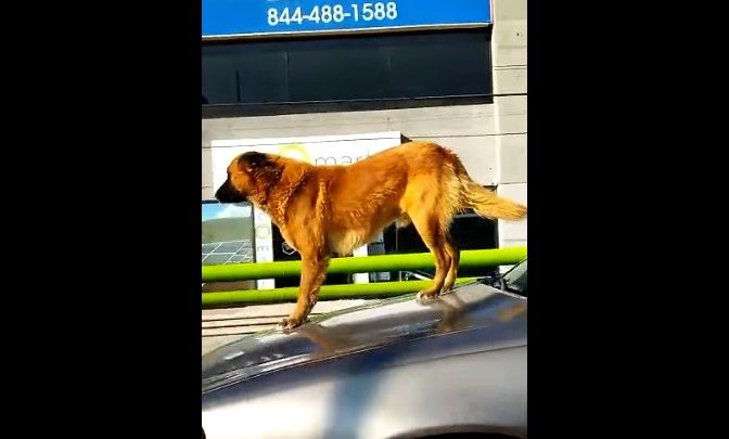 Lomito sale a ‘dar el rol’ en el cofre de un auto en Saltillo