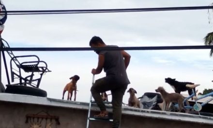 Cae rescatista que abusaba sexualmente de perros en Chihuahua; rescatan a 60