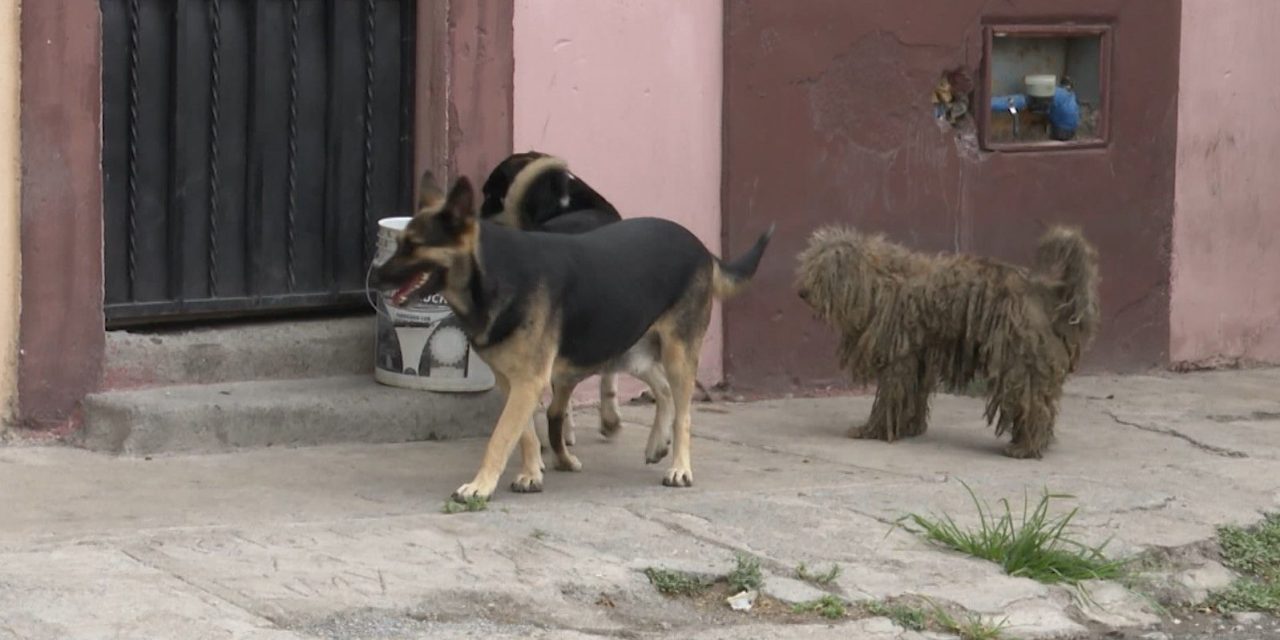 No existen evidencias en Saltillo de una matanza de perros