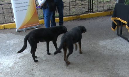 Regresarán mascotas a la Narro; fue temporal su retiro de las instalaciones