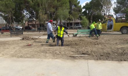 Reforestan Plaza del Compositor en Saltillo; árboles tenían plaga