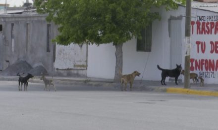 Suman 12 defunciones por rickettsia en la Región Sureste de Coahuila