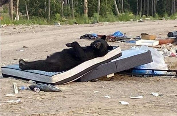 ‘Llegó la hora de irse a dormir’… captan a oso durmiendo en un colchón en medio del bosque (fotos)