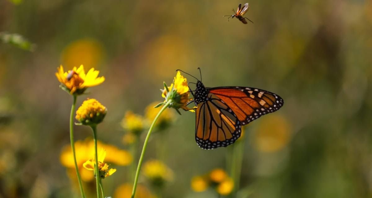 Invita Saltillo a salvaguardar la mariposa monarca