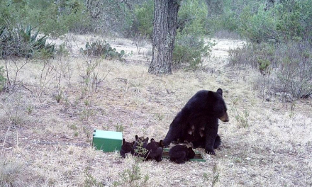 Sin equipo Semarnat trata captura de osos