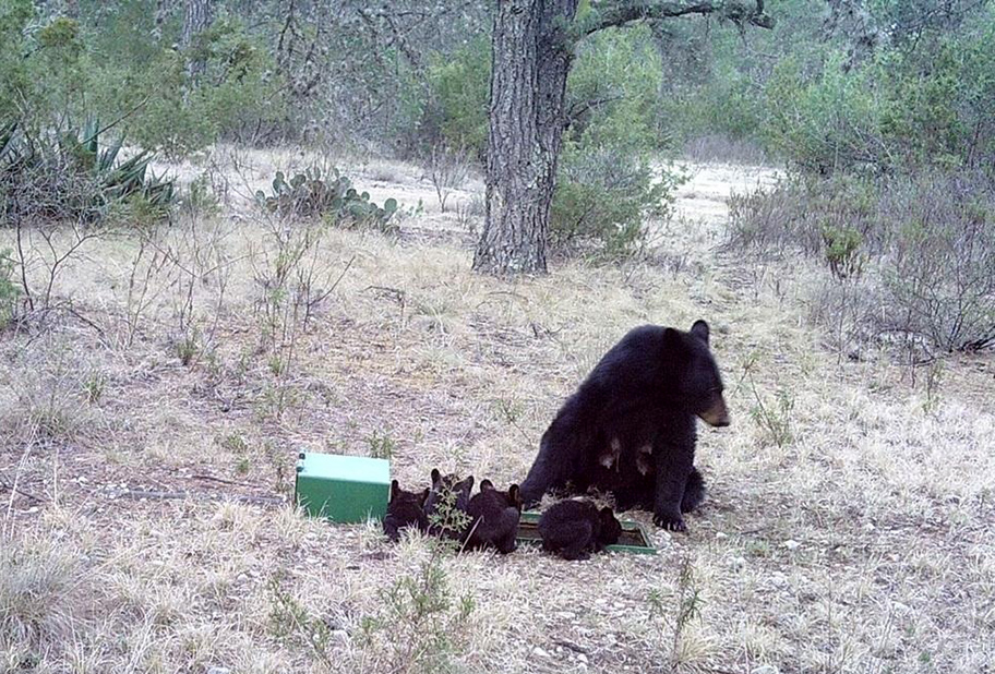 Sin equipo Semarnat trata captura de osos